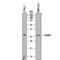 CD209 antigen-like protein D antibody, AF7220, R&D Systems, Western Blot image 