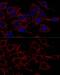 ATP Synthase F1 Subunit Alpha antibody, GTX33028, GeneTex, Immunofluorescence image 