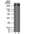 Spectrin Beta, Non-Erythrocytic 2 antibody, 33-760, ProSci, Western Blot image 