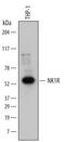Tachykinin Receptor 1 antibody, MAB6687, R&D Systems, Western Blot image 