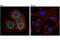 Induced myeloid leukemia cell differentiation protein Mcl-1 antibody, 39224S, Cell Signaling Technology, Immunocytochemistry image 