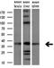 Arginase 2 antibody, M02244, Boster Biological Technology, Western Blot image 