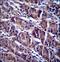 Histone Deacetylase 7 antibody, LS-C166824, Lifespan Biosciences, Immunohistochemistry paraffin image 