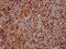 Dymeclin antibody, LS-C680404, Lifespan Biosciences, Immunohistochemistry paraffin image 