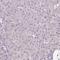 Zinc Finger Matrin-Type 4 antibody, PA5-64430, Invitrogen Antibodies, Immunohistochemistry frozen image 