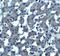 Trophinin antibody, PA5-72872, Invitrogen Antibodies, Immunohistochemistry frozen image 