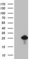 p21 antibody, TA808276S, Origene, Western Blot image 
