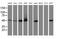 Ribonuclease/Angiogenin Inhibitor 1 antibody, MA5-25307, Invitrogen Antibodies, Western Blot image 