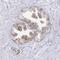 Actin Related Protein 3C antibody, PA5-63221, Invitrogen Antibodies, Immunohistochemistry paraffin image 
