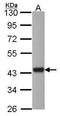 Guided Entry Of Tail-Anchored Proteins Factor 3, ATPase antibody, GTX114268, GeneTex, Western Blot image 