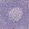 Scinderin antibody, PA5-54225, Invitrogen Antibodies, Immunohistochemistry paraffin image 