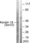 Keratin 18 antibody, LS-C199161, Lifespan Biosciences, Western Blot image 