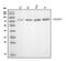 SUMO Specific Peptidase 1 antibody, M02156-1, Boster Biological Technology, Western Blot image 