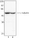 Tubulin Gamma 1 antibody, TA327939, Origene, Western Blot image 