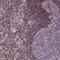 Transcription factor Sp4 antibody, NBP2-31983, Novus Biologicals, Immunohistochemistry paraffin image 