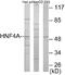 Nuclear receptor subfamily 2 group A member 1 antibody, EKC1720, Boster Biological Technology, Western Blot image 