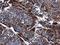 Deoxyribonuclease 1 antibody, GTX109306, GeneTex, Immunohistochemistry paraffin image 