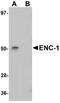 Ectodermal-Neural Cortex 1 antibody, NBP1-77146, Novus Biologicals, Western Blot image 