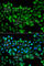 Carbonyl Reductase 3 antibody, A7545, ABclonal Technology, Immunofluorescence image 