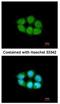 Solute Carrier Family 4 Member 1 Adaptor Protein antibody, NBP2-17014, Novus Biologicals, Immunocytochemistry image 