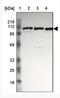 GRIP1 Associated Protein 1 antibody, NBP1-85102, Novus Biologicals, Western Blot image 