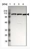 GRIP1-associated protein 1 antibody, NBP1-85102, Novus Biologicals, Western Blot image 