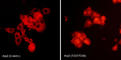 Actin Related Protein 2 antibody, AP3871, ECM Biosciences, Immunocytochemistry image 