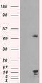 Transmembrane protein 100 antibody, TA500508S, Origene, Western Blot image 