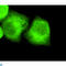Nucleophosmin 1 antibody, LS-C812886, Lifespan Biosciences, Immunofluorescence image 