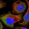 Triokinase And FMN Cyclase antibody, HPA039486, Atlas Antibodies, Immunofluorescence image 