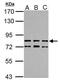 Tetratricopeptide Repeat Domain 14 antibody, GTX121340, GeneTex, Western Blot image 