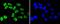 Heterogeneous Nuclear Ribonucleoprotein K antibody, A01793-1, Boster Biological Technology, Immunocytochemistry image 