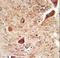 Coronin 7 antibody, LS-C166958, Lifespan Biosciences, Immunohistochemistry frozen image 