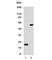 SRY-Box 10 antibody, V7148SAF-100UG, NSJ Bioreagents, Immunofluorescence image 