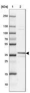 RING finger protein unkempt-like antibody, NBP2-33766, Novus Biologicals, Western Blot image 