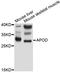 Apolipoprotein D antibody, A10845, ABclonal Technology, Western Blot image 