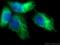 Keratin 17 antibody, 18502-1-AP, Proteintech Group, Immunofluorescence image 