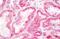 Mitochondria antibody, MBS246352, MyBioSource, Immunohistochemistry paraffin image 