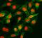 Peptidylprolyl Isomerase E antibody, M08021, Boster Biological Technology, Immunofluorescence image 