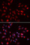 Cholinergic Receptor Muscarinic 5 antibody, 19-620, ProSci, Immunofluorescence image 