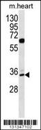 Zinc Finger Protein 146 antibody, 56-389, ProSci, Western Blot image 