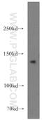 Autophagy And Beclin 1 Regulator 1 antibody, 13762-1-AP, Proteintech Group, Western Blot image 