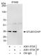 STIP1 Homology And U-Box Containing Protein 1 antibody, A301-572A, Bethyl Labs, Chromatin Immunoprecipitation image 