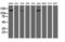 Histone Deacetylase 6 antibody, LS-C172444, Lifespan Biosciences, Western Blot image 