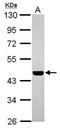 Poly(A) Binding Protein Cytoplasmic 5 antibody, PA5-31596, Invitrogen Antibodies, Western Blot image 