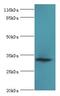 Endoplasmic Reticulum-Golgi Intermediate Compartment 1 antibody, LS-C371764, Lifespan Biosciences, Western Blot image 