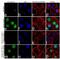 Activating Transcription Factor 2 antibody, 711221, Invitrogen Antibodies, Immunofluorescence image 
