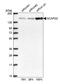 Non-SMC Condensin I Complex Subunit D2 antibody, HPA036947, Atlas Antibodies, Western Blot image 