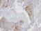 Exportin 7 antibody, LS-C185469, Lifespan Biosciences, Immunohistochemistry frozen image 