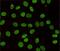 Chromobox 3 antibody, GTX66848, GeneTex, Immunofluorescence image 